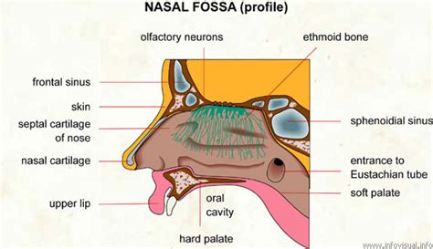 nose traduzione|nose dictionary.